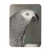 Stently African Gray Parrot Magnet (Vertikal)