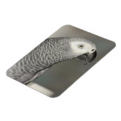 Stently African Gray Parrot Magnet (Linke Seite)