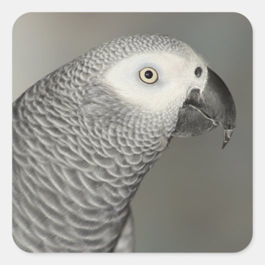 Stently African Gray Parrot Quadratischer Aufkleber (Vorderseite)
