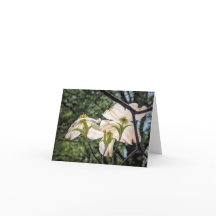 Stenton Garden Series-Hartriegelblüten