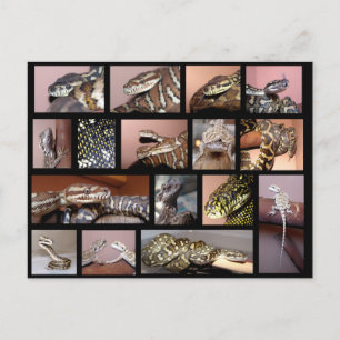 Steph Reptile Collage Black Postkarte