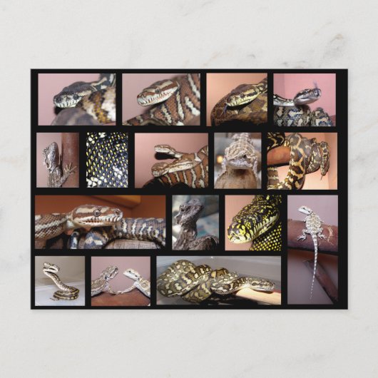 Steph Reptile Collage Black Postkarte (Vorderseite)