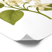 Stephanotis — Glück in der Ehe Poster (Ecke)