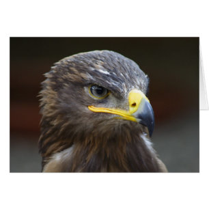 Steppe Eagle Nah-Up Portrait