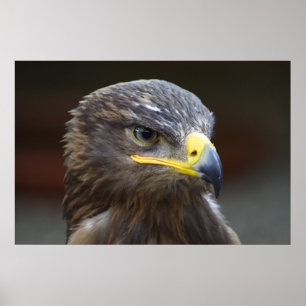 Steppe Eagle Nah-Up Portrait Poster