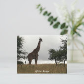 Steppengiraffe in freier Wildbahn Postkarte (Stehend Vorderseite)