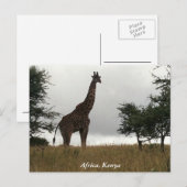 Steppengiraffe in freier Wildbahn Postkarte (Vorne/Hinten)