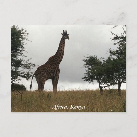 Steppengiraffe in freier Wildbahn Postkarte (Vorderseite)