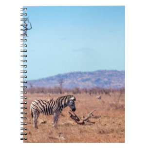 Steppenzebra im Kruger-Nationalpark, Südafrika Notizblock