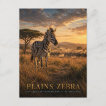 Steppenzebra Ostafrikanische Savanne TIERE