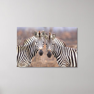 Steppenzebras, Kruger-Nationalpark Leinwanddruck