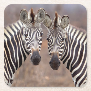 Steppenzebras, Kruger-Nationalpark Rechteckiger Pappuntersetzer