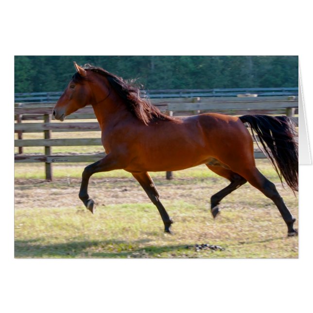 Stepphoch (Vorderseite (Horizontal))