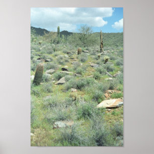 Stepping Stones Sonoran Desert Art Print Poster