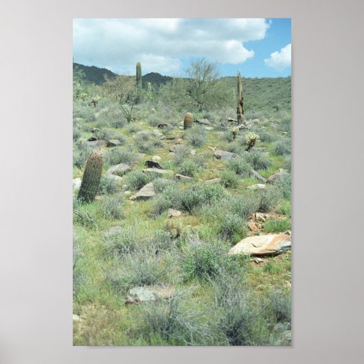 Stepping Stones Sonoran Desert Art Print Poster (Vorne)