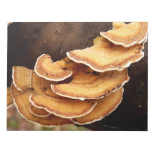 Stereum Hirsutum Fungi Notepad Notizblock
