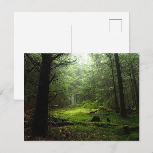 Steriowald Postkarte (Vorne/Hinten)