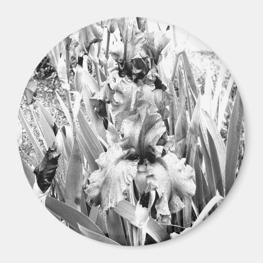 Sterling Ire.... Magnet (Vorne)