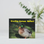 Sterling Kansas Mallard Post Card Postkarte (Stehend Vorderseite)