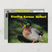 Sterling Kansas Mallard Post Card Postkarte (Vorne/Hinten)