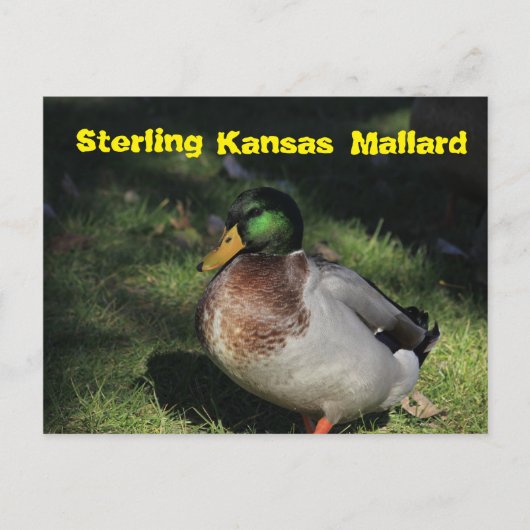Sterling Kansas Mallard Post Card Postkarte (Vorderseite)