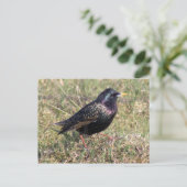 Sterling Postkarte (Stehend Vorderseite)