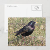 Sterling Postkarte (Vorne/Hinten)
