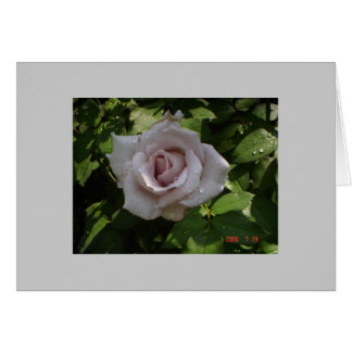 Sterling Silver Rose