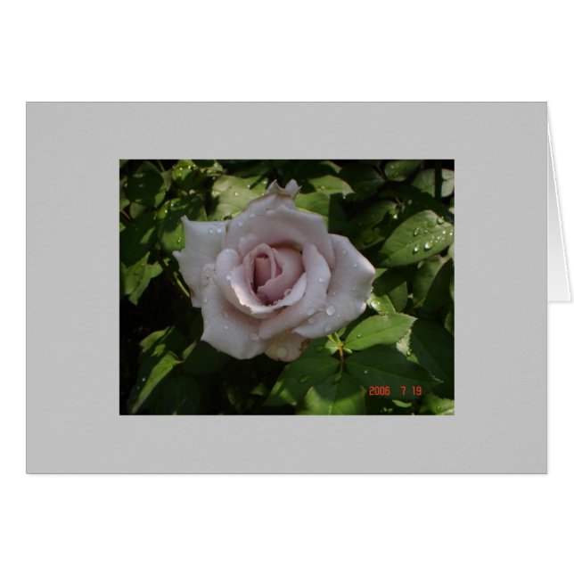 Sterling Silver Rose (Vorderseite (Horizontal))