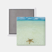 Stern am Meer in flachem Wasser, Palau Magnet (Vorderseite/Rückseite)
