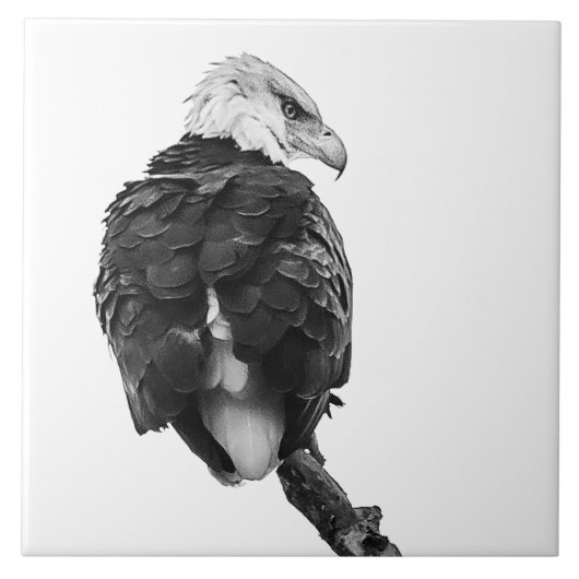 Stern Bald Eagle Fliese (Vorderseite)
