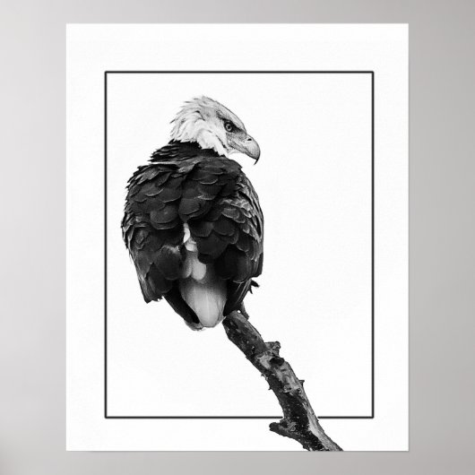 Stern Bald Eagle Poster (Vorne)