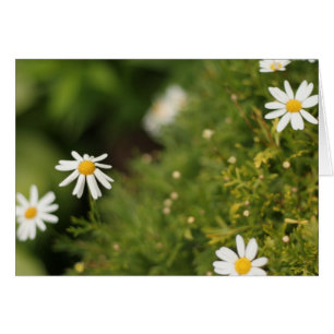 Stern-Blumen