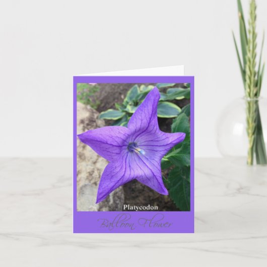 Stern der Gartenkarte "Platycodon" Karte (Vorderseite)