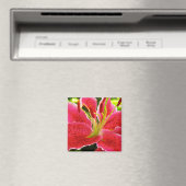 Stern-Gaffer-Lilie Magnet (In Situ (Geschirrspüler))