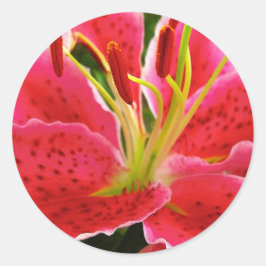 Stern-Gaffer-Lilie Runder Aufkleber