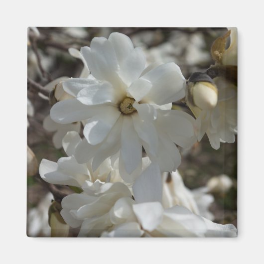 Stern-Magnolie blüht Magnet (Vorne)