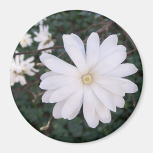 Stern-Magnolien-Magnet Magnet