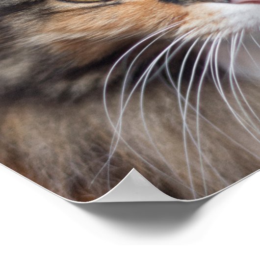 Stern Maine Coon Poster (Ecke)