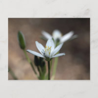 Stern-of-Bethlehem-Blume (Ornithogalum umbellatum)