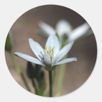 Stern-of-Bethlehem-Blume (Ornithogalum umbellatum)