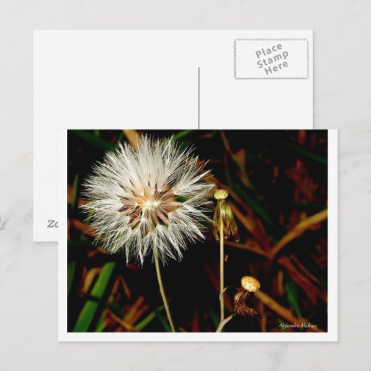 Stern Postkarte (Vorne/Hinten)