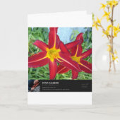 Stern von Bethlehem Karte (Gelbe Blume)