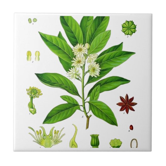 Sternanis Fliese (Vorderseite)