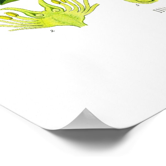 Sternanise Poster (Ecke)