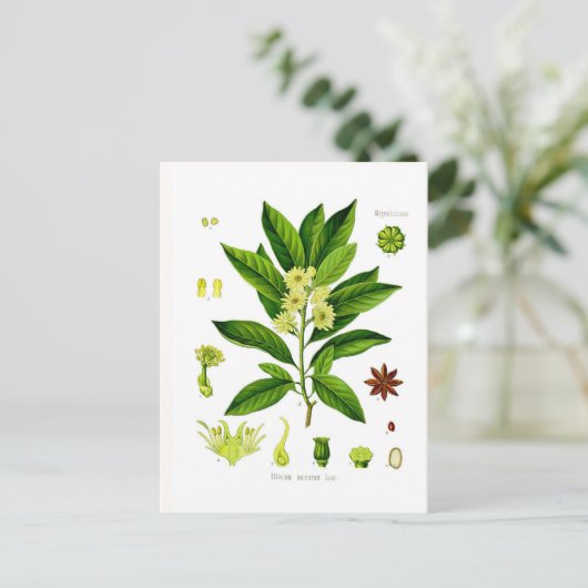 Sternanise Postkarte (Stehend Vorderseite)