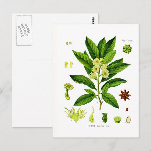 Sternanise Postkarte (Vorne/Hinten)