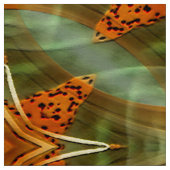 Sterne einer Tigerlilie... Stoff (Muster)