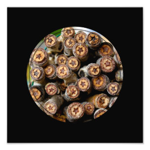 Sterne entlang der Rio Grande Cotton Wood Bäume Fotodruck