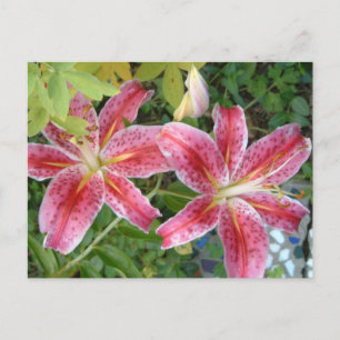 Sternengucker-Lilien Garten Blumen Postkarte